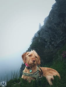free photo of a dog sitting on top of a mountain with a green background