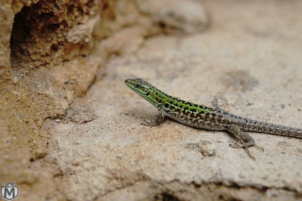 wildlife photography of green and brown lizard